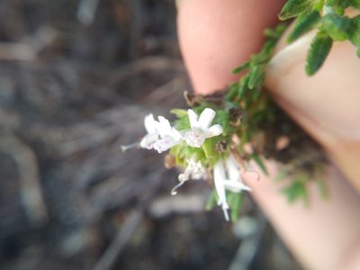 Thymus camphoratus, photographed by Vicente Lopes