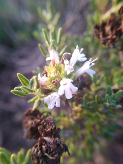 Thymus camphoratus, photographed by Vicente Lopes
