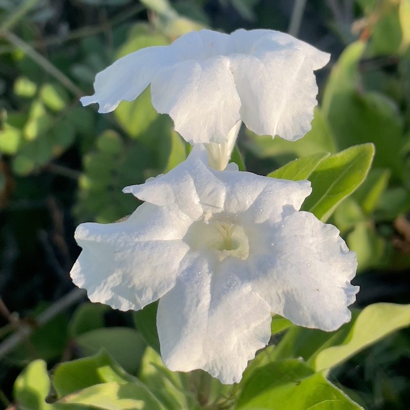 Ruellia leucantha, photographed by Bill Levine