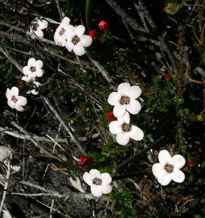 Adenandra brachyphylla, photographed by Tony Rebelo