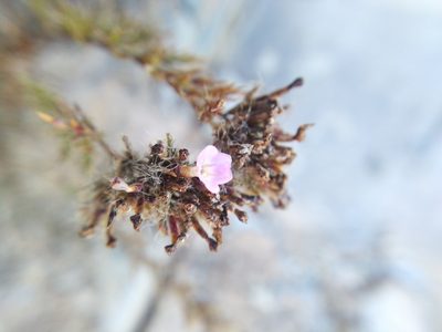Myriolimon ferulaceum, photographed by Vicente Lopes