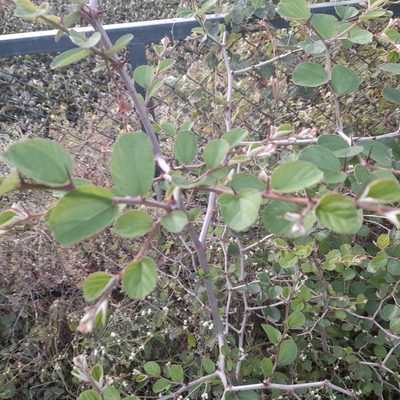 Ziziphus jujuba, photographed by P Jeganathan