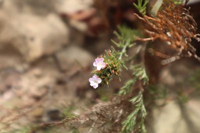 Myriolimon ferulaceum, photographed by Vicente Lopes