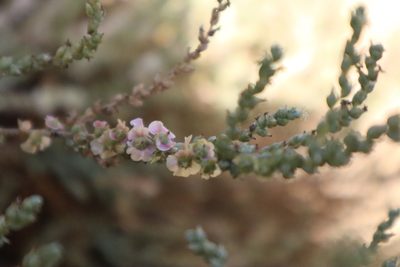 Salsola vermiculata, photographed by Vicente Lopes