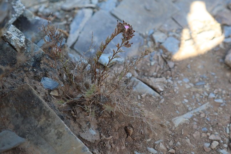 Myriolimon ferulaceum, photographed by Vicente Lopes