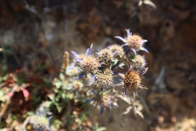Eryngium dilatatum, photographed by Vicente Lopes