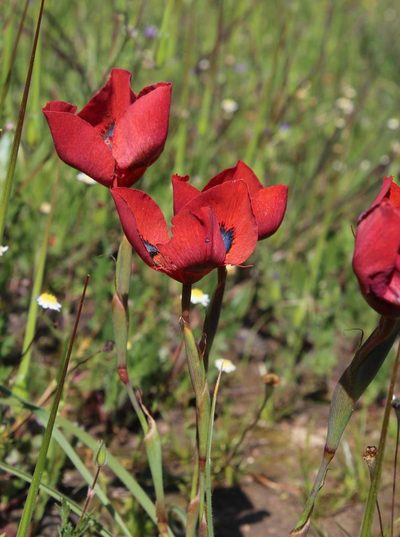 Moraea tulbaghensis, photographed by Tony Rebelo