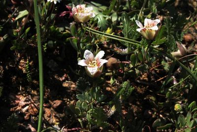 Roepera sessilifolia, photographed by Tony Rebelo