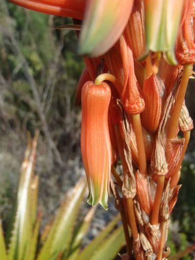 Aloe lineata, photographed by Nicola van Berkel