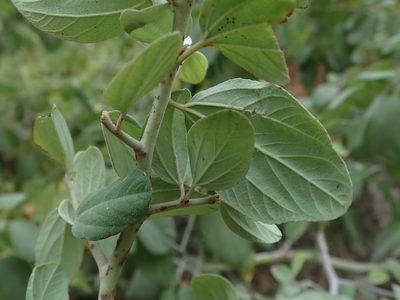 Ceanothus incanus, photographed by joergmlpts