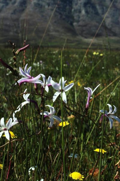 Cyphia zeyheriana, photographed by Tony Rebelo