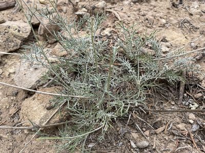 Hymenopappus filifolius, photographed by Bobby McCabe