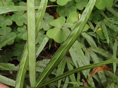 Pteris cretica, photographed by joergmlpts