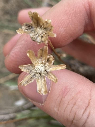 Stenotus armerioides, photographed by Bobby McCabe
