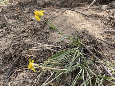 Tetraneuris ivesiana, photographed by Bobby McCabe