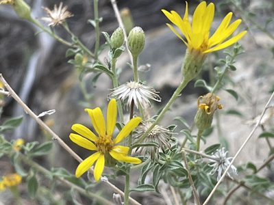 Heterotheca polothrix, photographed by Bobby McCabe