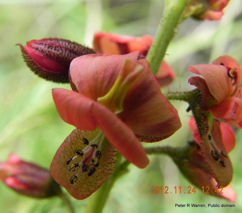 Pomaria sandersonii, photographed by Peter Warren