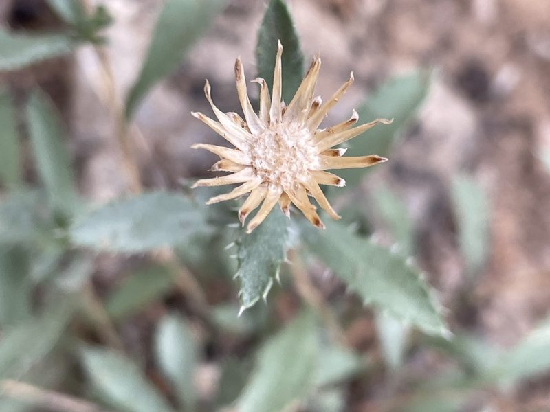 Xanthisma grindelioides, photographed by Bobby McCabe