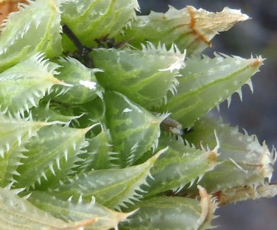 Haworthia outeniquensis, photographed by Nicola van Berkel