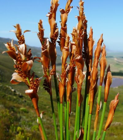 Elegia spathacea, photographed by Tony Rebelo