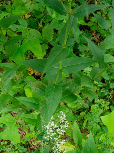 Eupatorium godfreyanum, photographed by John Ambler