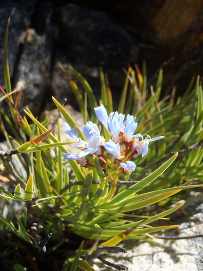 Nivenia parviflora, photographed by Nicola van Berkel