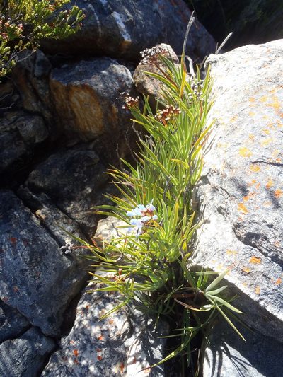 Nivenia parviflora, photographed by Nicola van Berkel