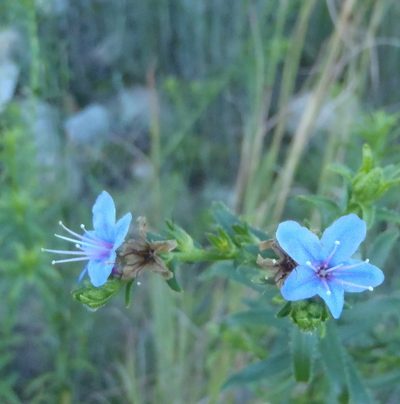 Lobostemon paniculatus, photographed by Nicola van Berkel