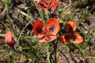 Moraea tulbaghensis, photographed by Tony Rebelo