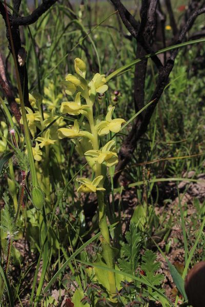 Pterygodium afrum, photographed by Tony Rebelo