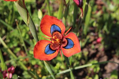 Moraea tulbaghensis, photographed by Tony Rebelo