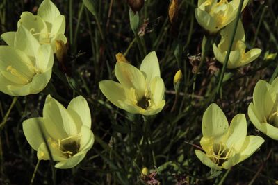 Geissorhiza purpureolutea, photographed by Tony Rebelo