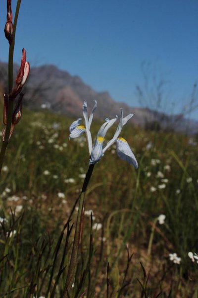 Moraea ogamana, photographed by Tony Rebelo