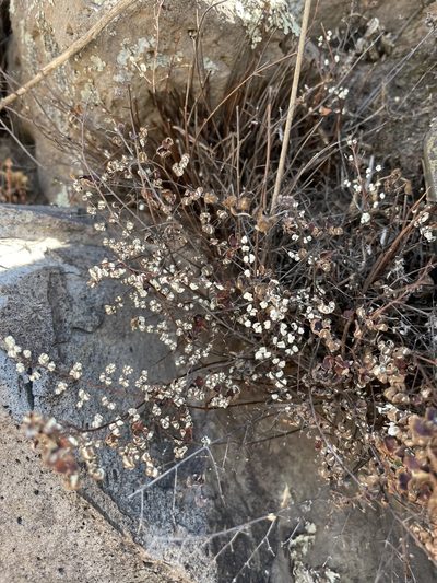 Argyrochosma nivea, photographed by Diego F. Cisneros-Heredia