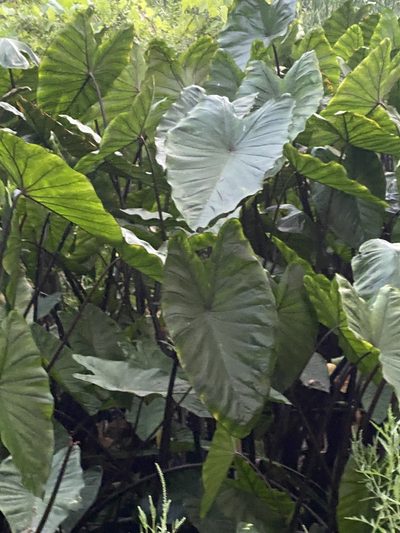 Colocasia fontanesii, photographed by Rachel Whitt