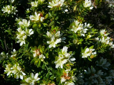 Agathosma rosmarinifolia, photographed by Tony Rebelo