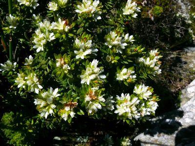 Agathosma rosmarinifolia, photographed by Tony Rebelo