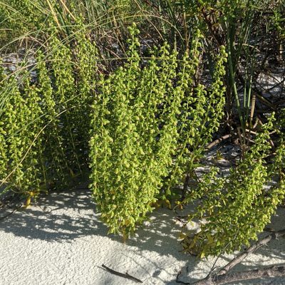 Iva imbricata, photographed by cgmayers