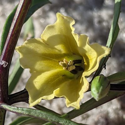 Physalis angustifolia, photographed by cgmayers