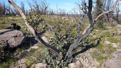 Eucalyptus cosmophylla, photographed by Rosalie Lawrence