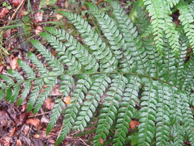 Polystichum pungens, photographed by Di Turner