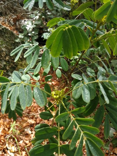 Senna cruckshanksii, photographed by Matias Adolfo González Tobar