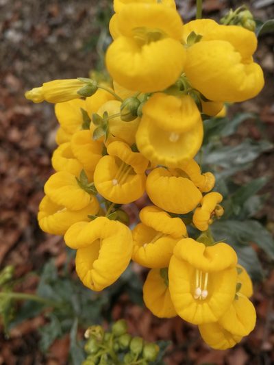 Calceolaria meyeniana, photographed by Matias Adolfo González Tobar