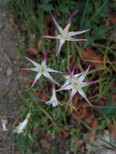 Leucocoryne alliacea, photographed by Matias Adolfo González Tobar