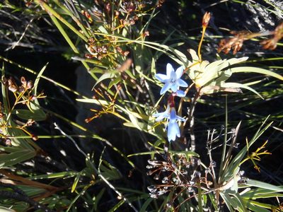 Nivenia parviflora, photographed by Nicola van Berkel