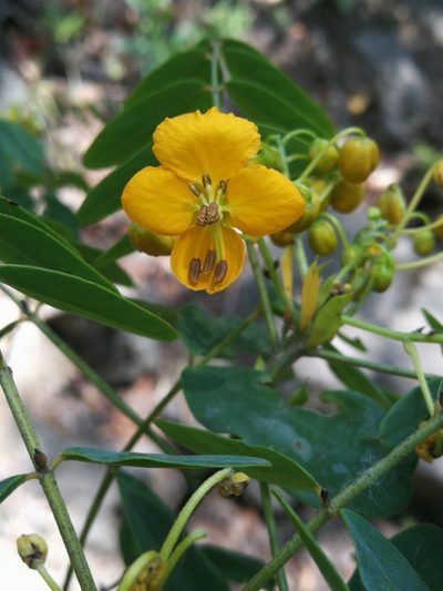 Senna cruckshanksii, photographed by Matias Adolfo González Tobar