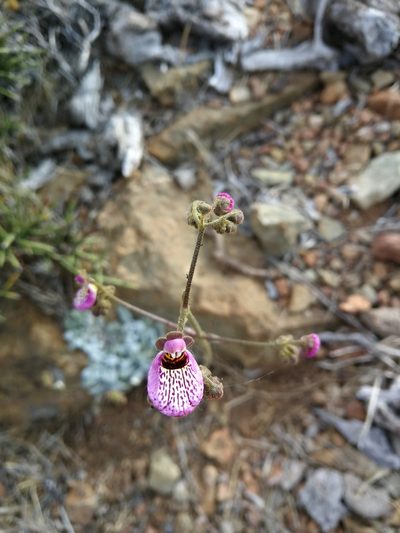 Calceolaria cana, photographed by Matias Adolfo González Tobar