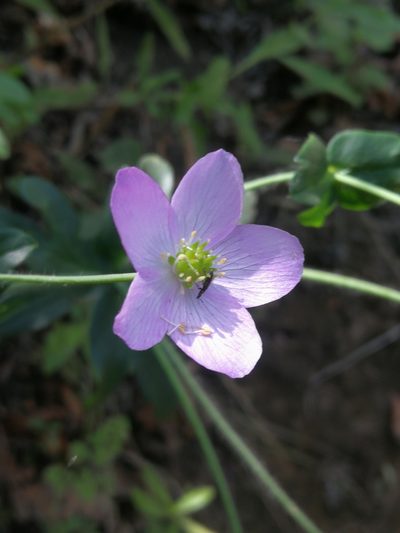 Knowltonia hootae, photographed by Matias Adolfo González Tobar