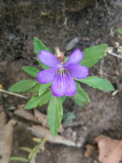Viola portalesia, photographed by Matias Adolfo González Tobar