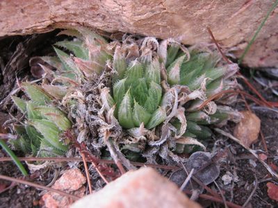 Haworthia outeniquensis, photographed by Di Turner